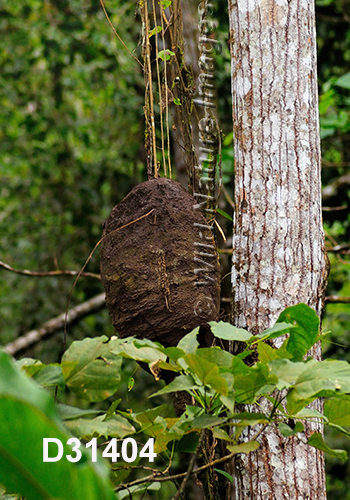 Nasutitermes ephratae nest